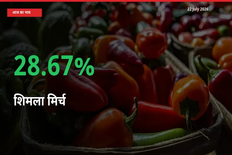 स्थानीय मंडी में शिमला मिर्च के दाम अचानक 28.67% उछले, किसान सतर्क