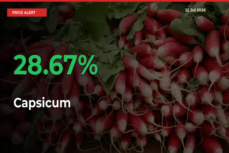 Sharp Jump! Capsicum Prices Climb 28.67% in 24 Hours at Key Mandis