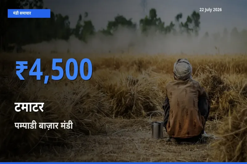 बाज़ार संकेत: पम्पाडी बाज़ार बना टमाटर के लिए आज की टॉप मंडी