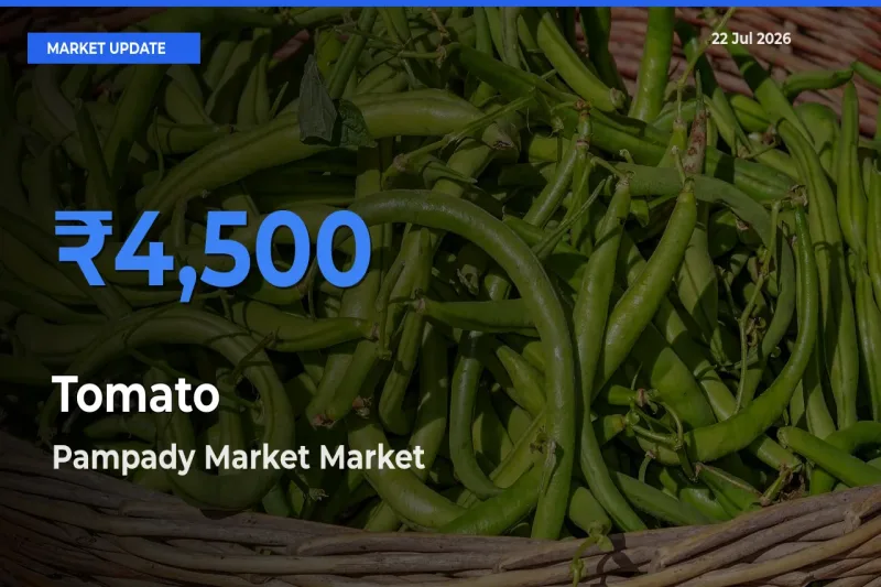 Farmers Prefer Pampady Market as Tomato Hits Highest Rate