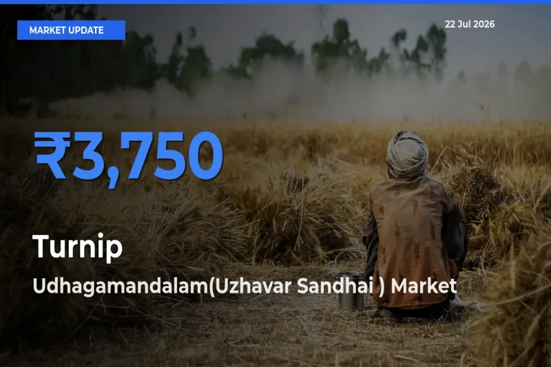 Udhagamandalam(Uzhavar Sandhai ) Tops Turnip Rates – July 22 Market Update
