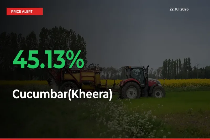 Big Rally! Cucumbar(Kheera) Climbs 45.13% in 24 Hours at Top Mandis