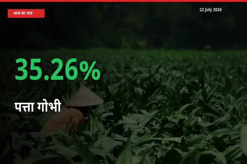 स्थानीय मंडी में पत्ता गोभी के दाम अचानक 35.26% उछले, किसान सतर्क