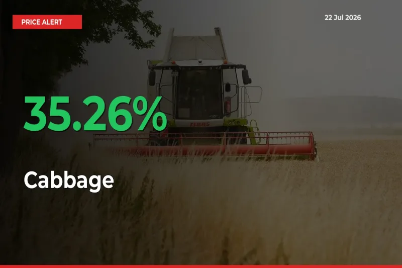 Big Rally! Cabbage Climbs 35.26% in 24 Hours at Top Mandis