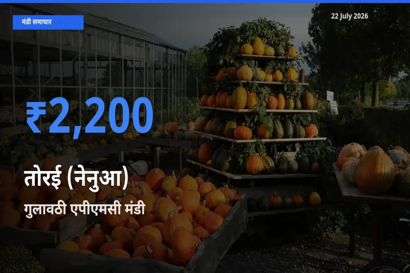 गुलावठी एपीएमसी मंडी में आज तोरई (नेनुआ) के सबसे ऊँचे दाम दर्ज