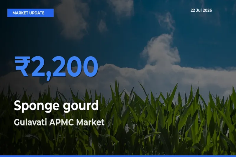 Gulavati APMC Tops Sponge gourd Rates – July 22 Market Update