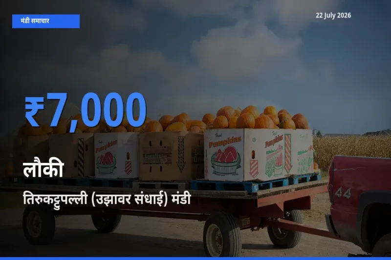 तिरुकट्टुपल्ली (उझावर संधाई) मंडी में आज लौकी के सबसे ऊँचे दाम दर्ज