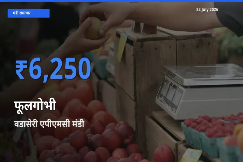 22 July अपडेट: फूलगोभी के सबसे ऊँचे दाम वडासेरी एपीएमसी मंडी में