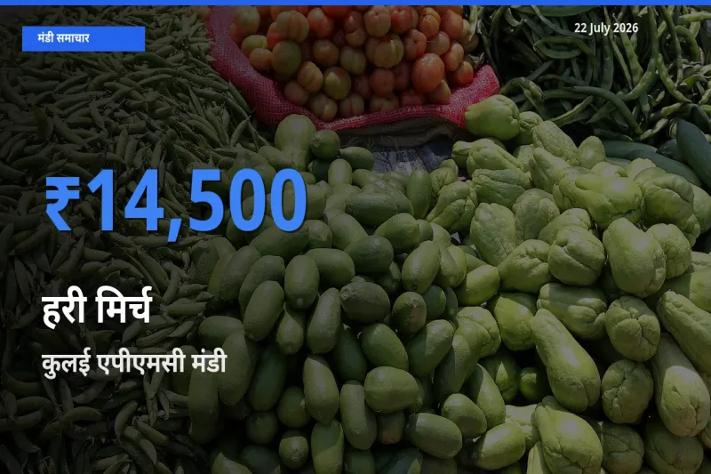 आज का मंडी भाव: हरी मिर्च के सबसे ज़्यादा दाम कुलई एपीएमसी में