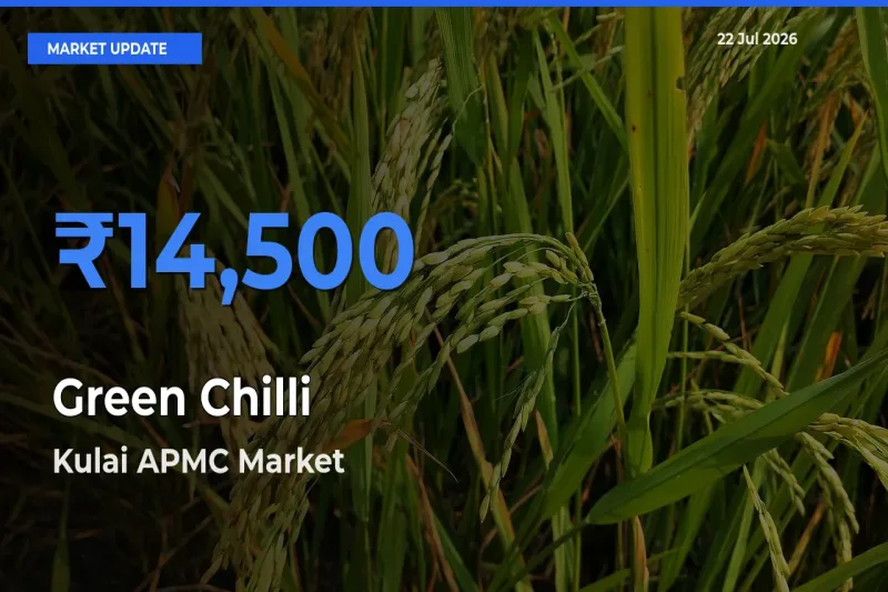 Kulai APMC Emerges as Top Mandi for Green Chilli Prices Today
