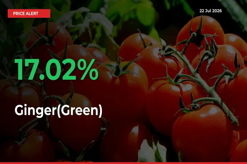 Sharp Jump! Ginger(Green) Prices Climb 17.02% in 24 Hours at Key Mandis
