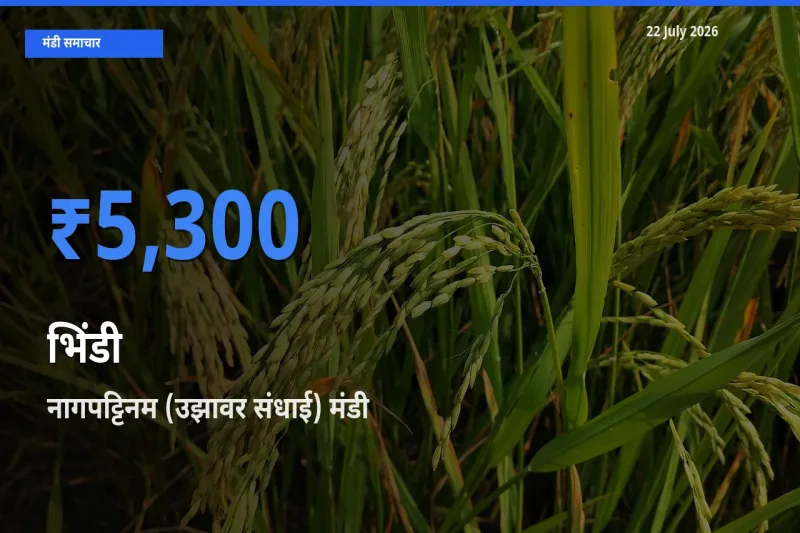 बाज़ार संकेत: नागपट्टिनम (उझावर संधाई) बना भिंडी के लिए आज की टॉप मंडी