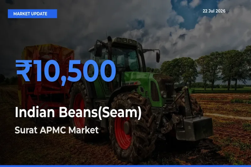 Surat APMC Emerges as Top Mandi for Indian Beans(Seam) Prices Today