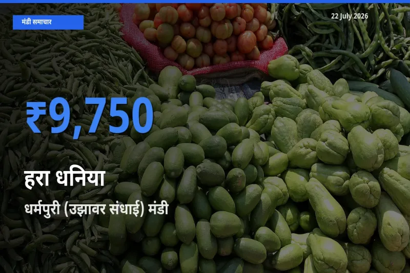आज हरा धनिया के सबसे ज़्यादा दाम धर्मपुरी (उझावर संधाई) मंडी में दर्ज
