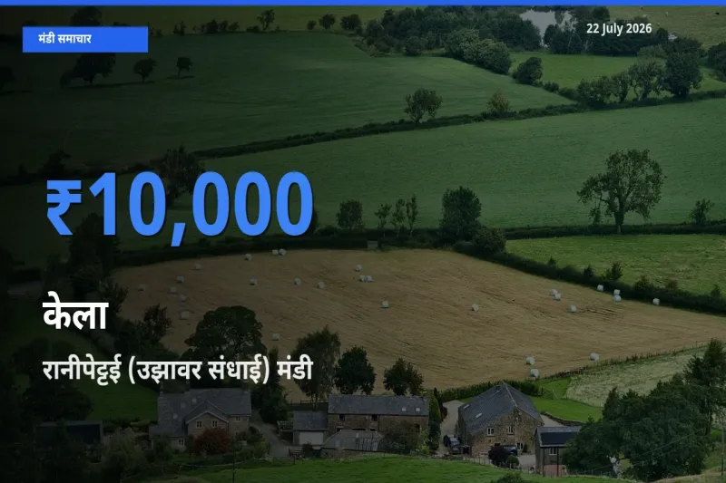 किसानों की पसंद बना रानीपेट्टई (उझावर संधाई), केला के सबसे अच्छे दाम