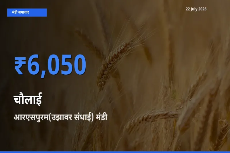 आरएसपुरम(उझावर संधाई) मंडी में आज चौलाई के सबसे ऊँचे दाम दर्ज