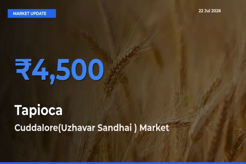 Cuddalore(Uzhavar Sandhai ) Offers ₹4,500 – Highest Tapioca Rate Today