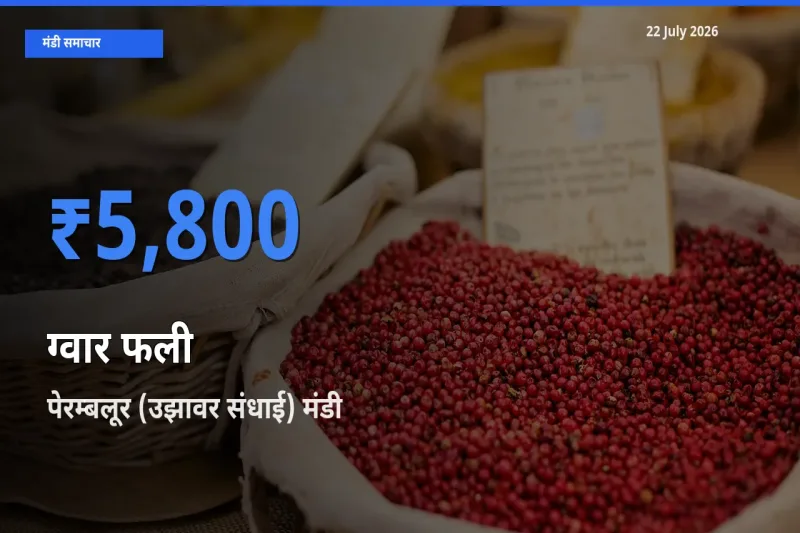 बाज़ार संकेत: पेरम्बलूर (उझावर संधाई) बना ग्वार फली के लिए आज की टॉप मंडी