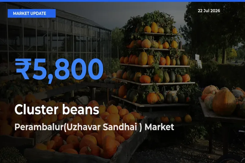 Cluster beans Mandi Rate Today: Perambalur(Uzhavar Sandhai ) Tops the List