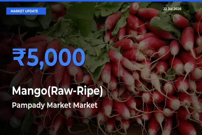 Pampady Market Tops Mango(Raw-Ripe) Mandi Rates Today