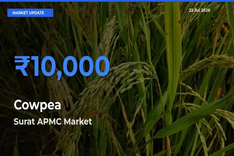 Surat APMC Offers ₹10,000 – Highest Cowpea Rate Today