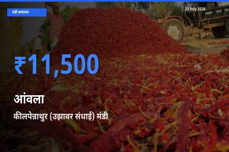 कीलपेन्नाथुर (उझावर संधाई) मंडी में आज आंवला के सबसे ऊँचे दाम दर्ज