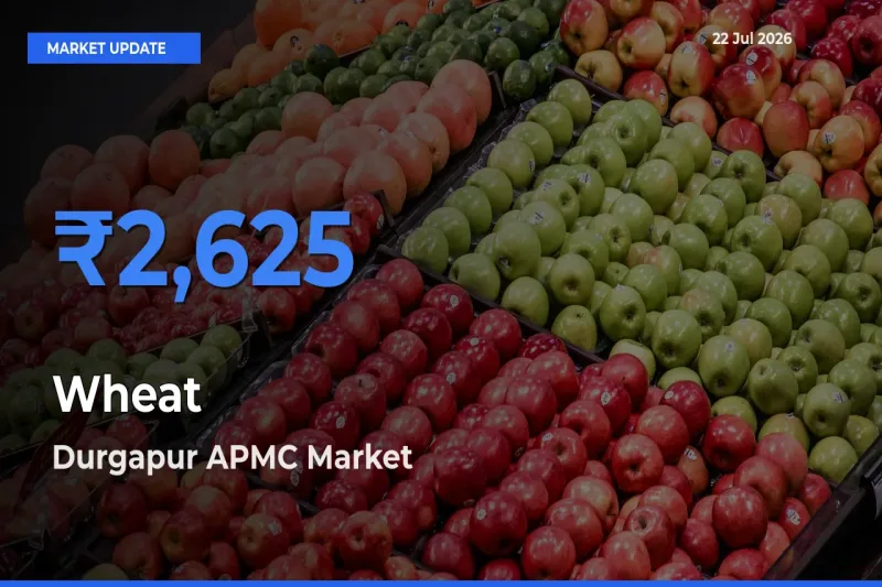 Durgapur APMC Emerges as Top Mandi for Wheat Prices Today