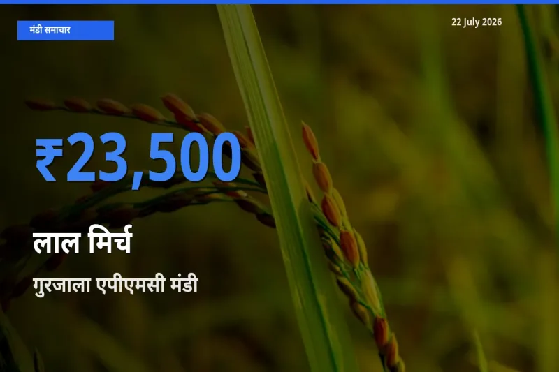 आज लाल मिर्च के सबसे ऊँचे दाम ₹23,500 गुरजाला एपीएमसी मंडी में