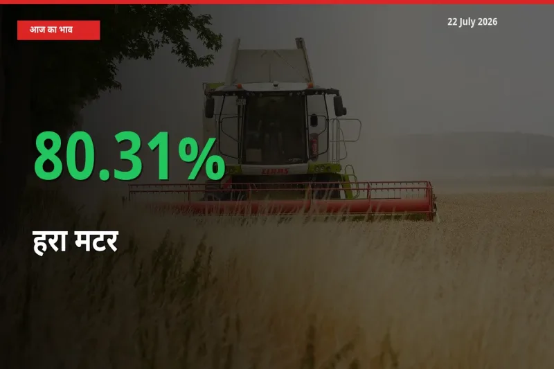 हरा मटर के दाम प्रमुख मंडी में 80.31% बढ़े, 24 घंटे में बड़ा बदलाव