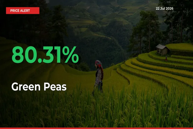 Green Peas Prices Rise 80.31% in a Day at Major Mandis