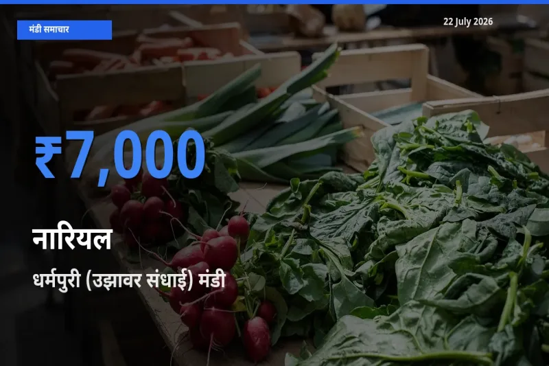 आज नारियल के सबसे ऊँचे दाम ₹7,000 धर्मपुरी (उझावर संधाई) मंडी में