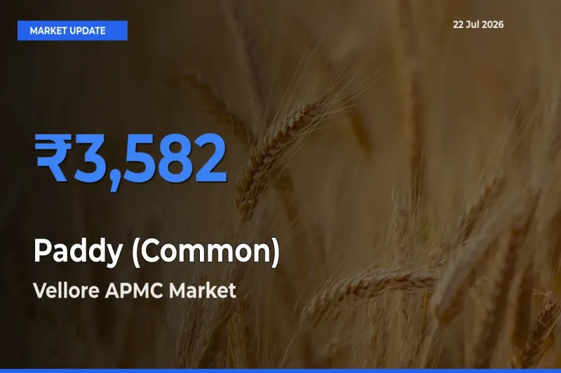 Vellore APMC Tops Paddy (Common) Mandi Rates Today