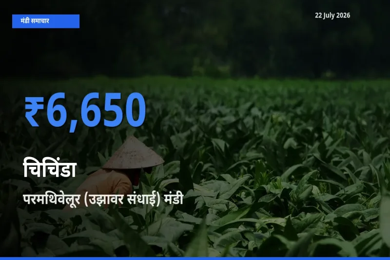 परमथिवेलूर (उझावर संधाई) मंडी में चिचिंडा ₹6,650 पर पहुँचा – आज का सर्वोच्च भाव