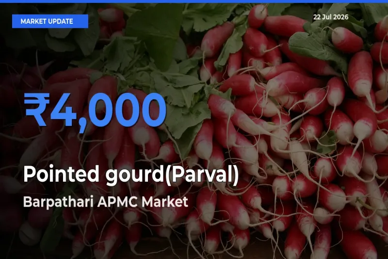 Farmers Prefer Barpathari APMC as Pointed gourd(Parval) Hits Highest Rate