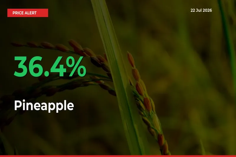 Pineapple Mandi Rate Today: Prices Jump 36.4% at Market