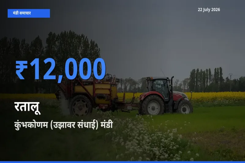 टॉप मंडी बना कुंभकोणम (उझावर संधाई)! रतालू के सबसे ऊँचे दाम यहीं दर्ज