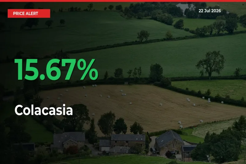 Sudden 15.67% Rally in Colacasia Prices Across Mandis