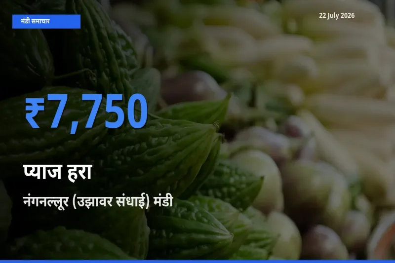 नंगनल्लूर (उझावर संधाई) में प्याज हरा का आज सबसे ऊँचा भाव