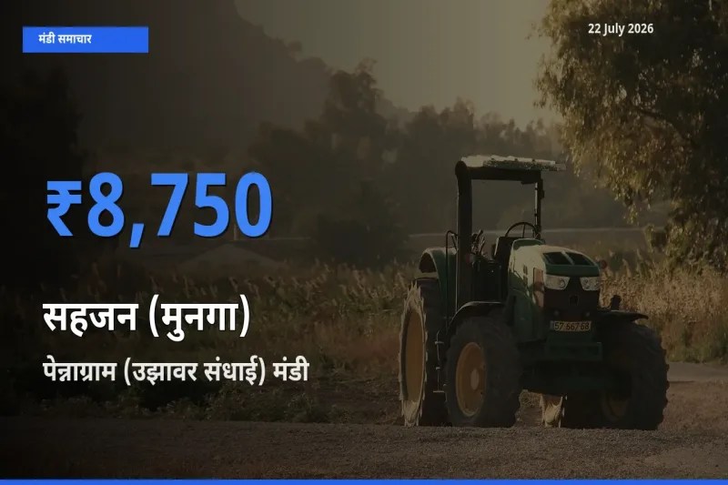 किसानों की पसंद बना पेन्नाग्राम (उझावर संधाई), सहजन (मुनगा) के सबसे अच्छे दाम
