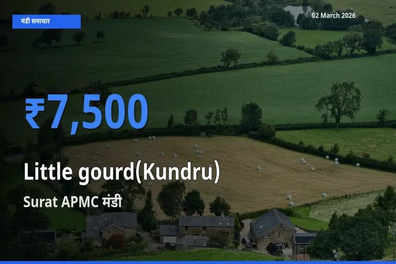 आज Little gourd(Kundru) के सबसे ऊँचे दाम ₹7,500 Surat APMC मंडी में