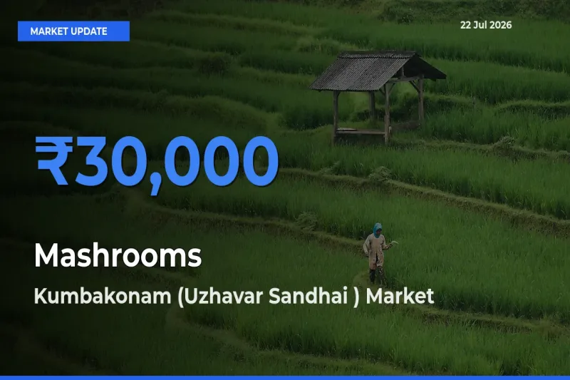 Kumbakonam (Uzhavar Sandhai ) Records Highest ₹30,000 Rate for Mashrooms