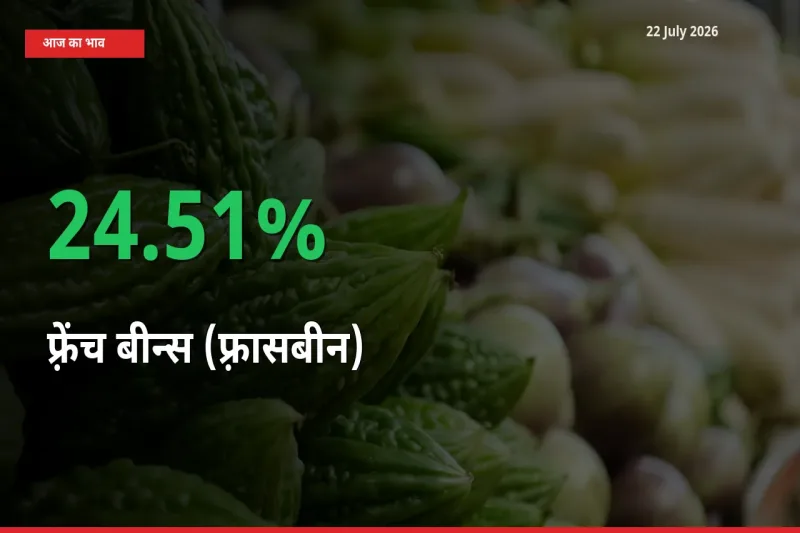स्थानीय मंडी में फ़्रेंच बीन्स (फ़्रासबीन) के दाम अचानक 24.51% उछले, किसान सतर्क
