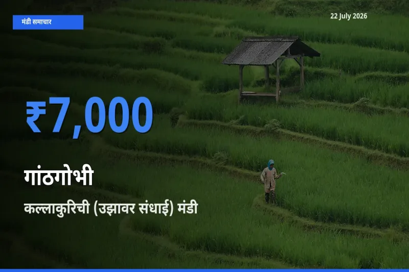 कल्लाकुरिची (उझावर संधाई) मंडी में गांठगोभी ₹7,000 पर पहुँचा – आज का सर्वोच्च भाव