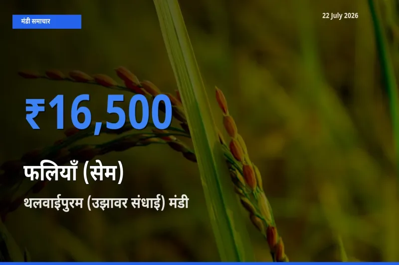 आज फलियाँ (सेम) के सबसे ज़्यादा दाम थलवाईपुरम (उझावर संधाई) मंडी में दर्ज