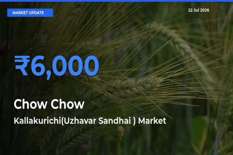 Kallakurichi(Uzhavar Sandhai ) Leads as Top Mandi for Chow Chow Prices