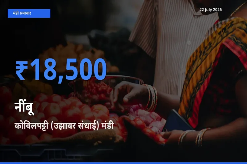 कोविलपट्टी (उझावर संधाई) में नींबू का आज सबसे ऊँचा भाव