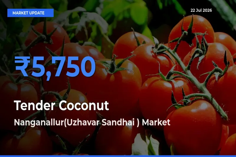 Top Performer! Nanganallur(Uzhavar Sandhai ) Offers Best Tender Coconut Price Today