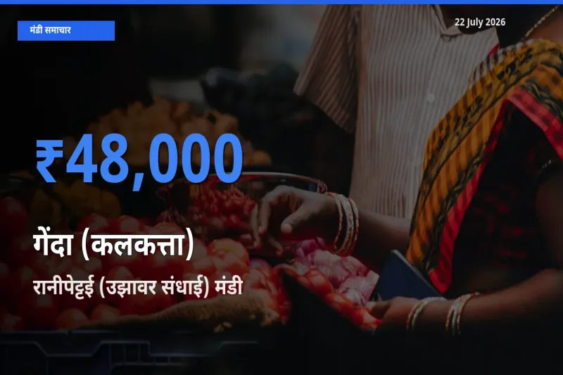आज गेंदा (कलकत्ता) के सबसे ऊँचे दाम ₹48,000 रानीपेट्टई (उझावर संधाई) मंडी में