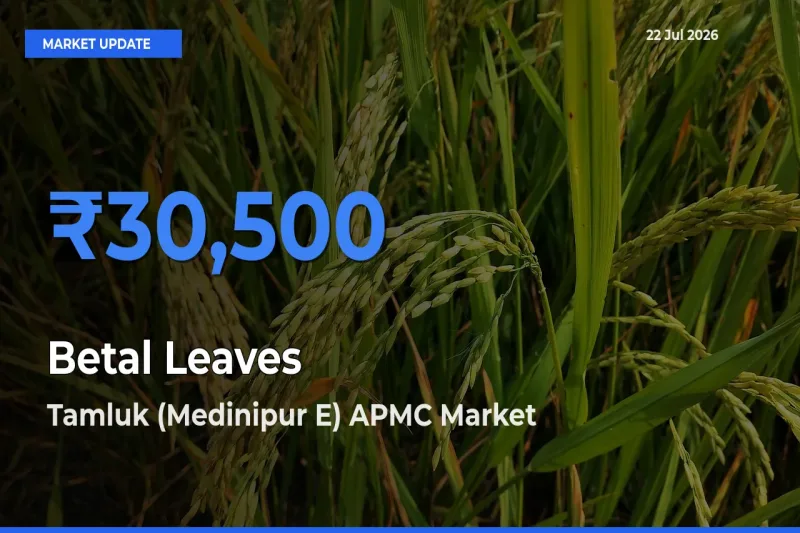 Farmers Prefer Tamluk (Medinipur E) APMC as Betal Leaves Hits Highest Rate