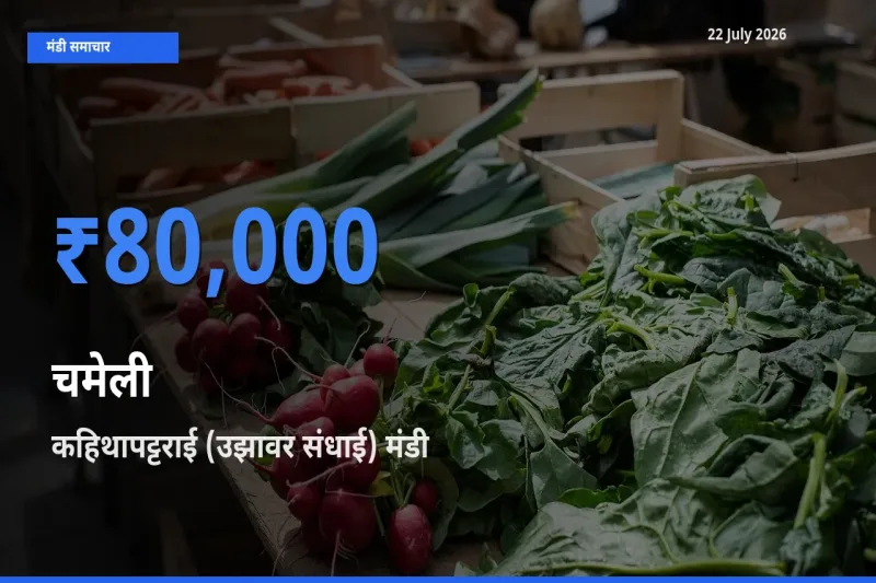 कहिथापट्टराई (उझावर संधाई) मंडी में चमेली ₹80,000 पर पहुँचा – आज का सर्वोच्च भाव